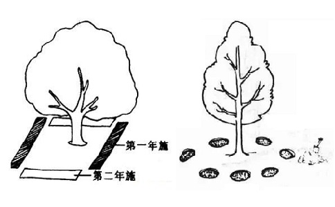 沟状、穴状施肥方法