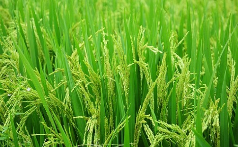 新型男女性生活香蕉视频推广应用前景